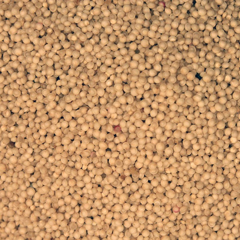 amaranth seed now indian